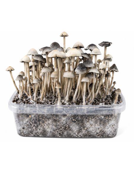 Panaeolus cyanescens Grow Kit Hawaii Copelandia – Mycotek – grey caps and stems, front view