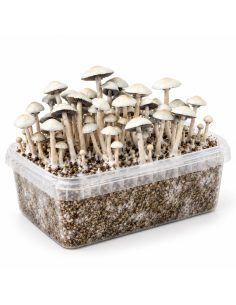 Kit de culture Panaeolus cyanescens MIB – Mycotek