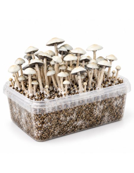Panaeolus cyanescens Grow Kit MIB – Mycotek – kit with mushrooms, three-quarter view