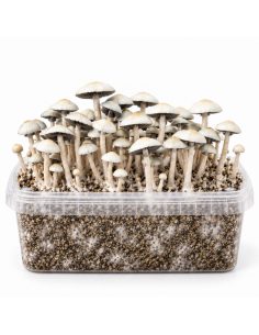 Kit de culture Panaeolus cyanescens MIB – Mycotek 2