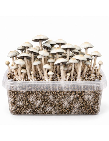 Panaeolus cyanescens Grow Kit MIB – Mycotek – kit with mushrooms, front view