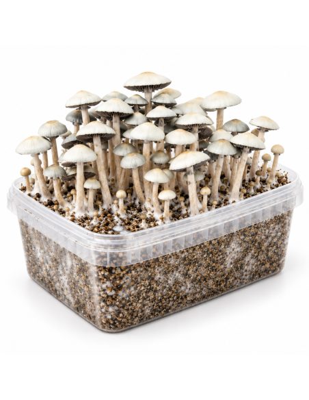 Panaeolus cyanescens Grow Kit MIB – Mycotek – kit with mushrooms, view of the short side