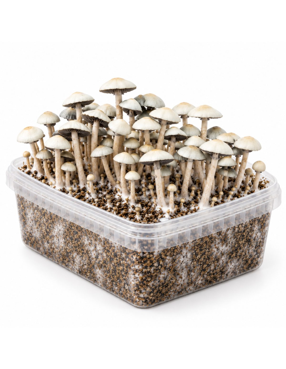 Panaeolus cyanescens Grow Kit MIB – Mycotek – kit with mushrooms, view of the long side