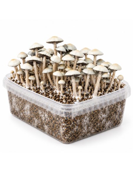 Panaeolus cyanescens Grow Kit MIB – Mycotek – kit with mushrooms, view of the long side