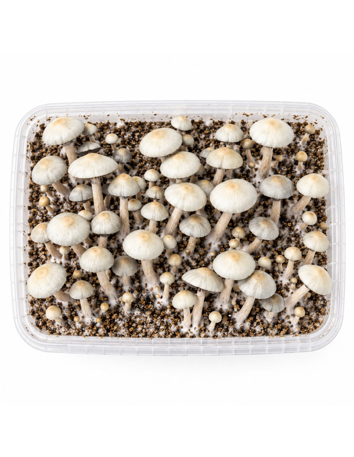 Panaeolus cyanescens Grow Kit MIB – Mycotek – kit with mushrooms, seen from above