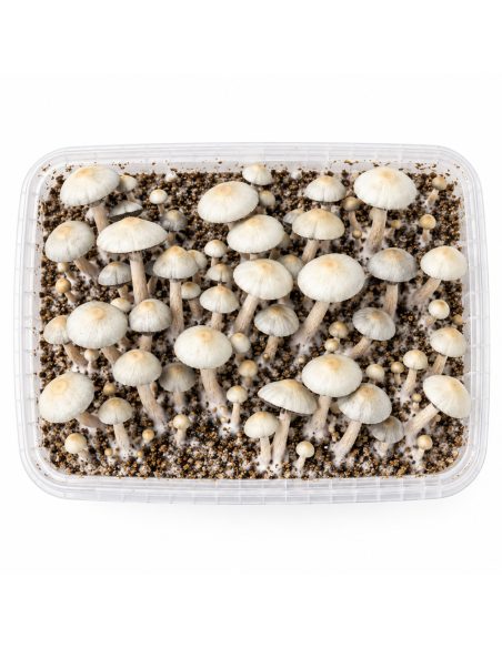 Panaeolus cyanescens Grow Kit MIB – Mycotek – kit with mushrooms, seen from above