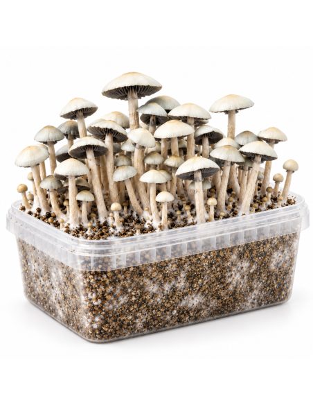 Panaeolus cyanescens Grow Kit MIB – Mycotek – kit with mushrooms, side view