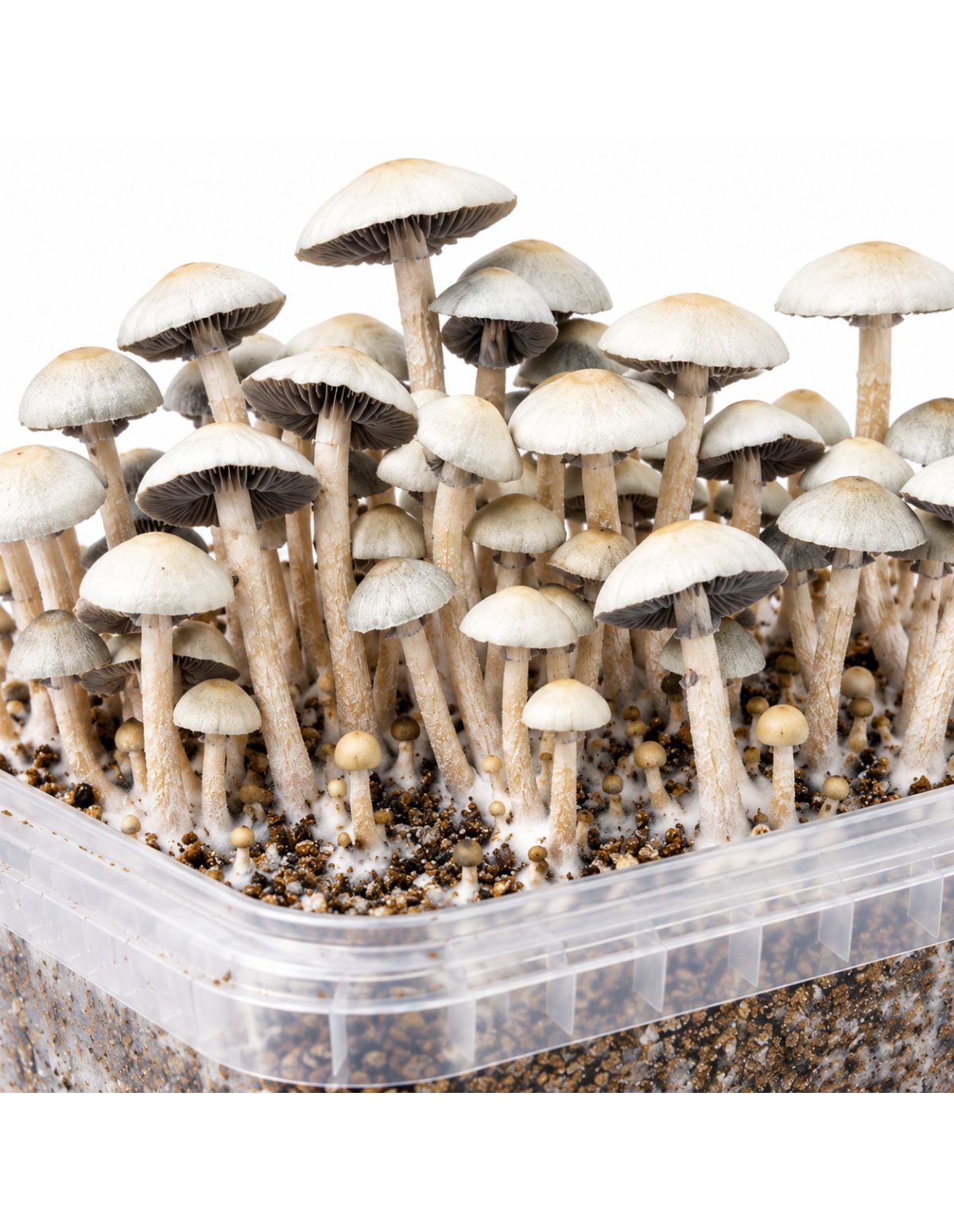 Panaeolus cyanescens Grow Kit MIB – Mycotek – close-up of caps and stems