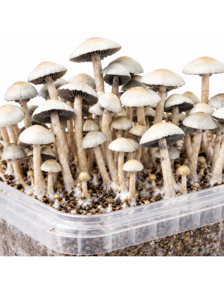 Panaeolus cyanescens Grow Kit MIB – Mycotek – close-up of caps and stems