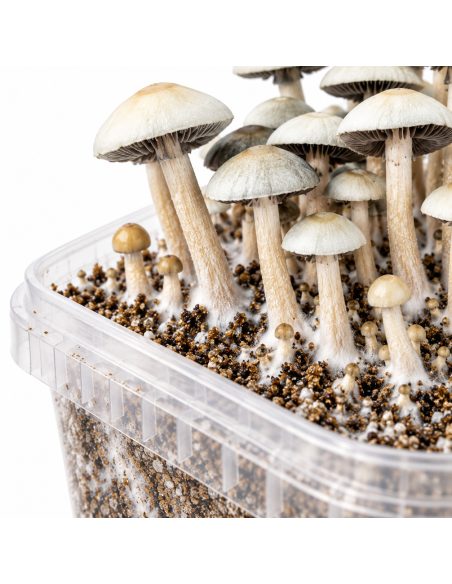 Panaeolus cyanescens Grow Kit MIB – Mycotek – detail of stems on the substrate