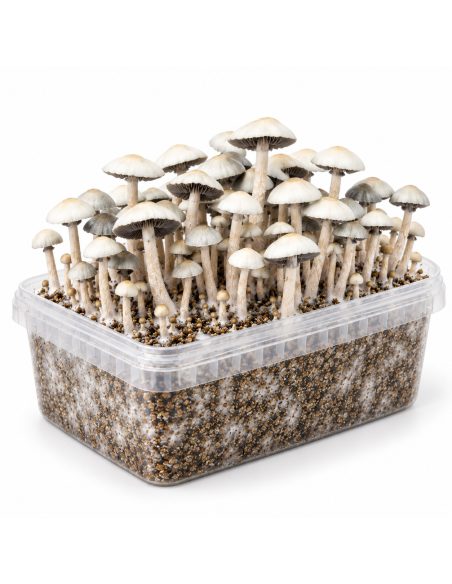 Panaeolus cyanescens Grow Kit MIB – Mycotek – kit with mushrooms, angled view