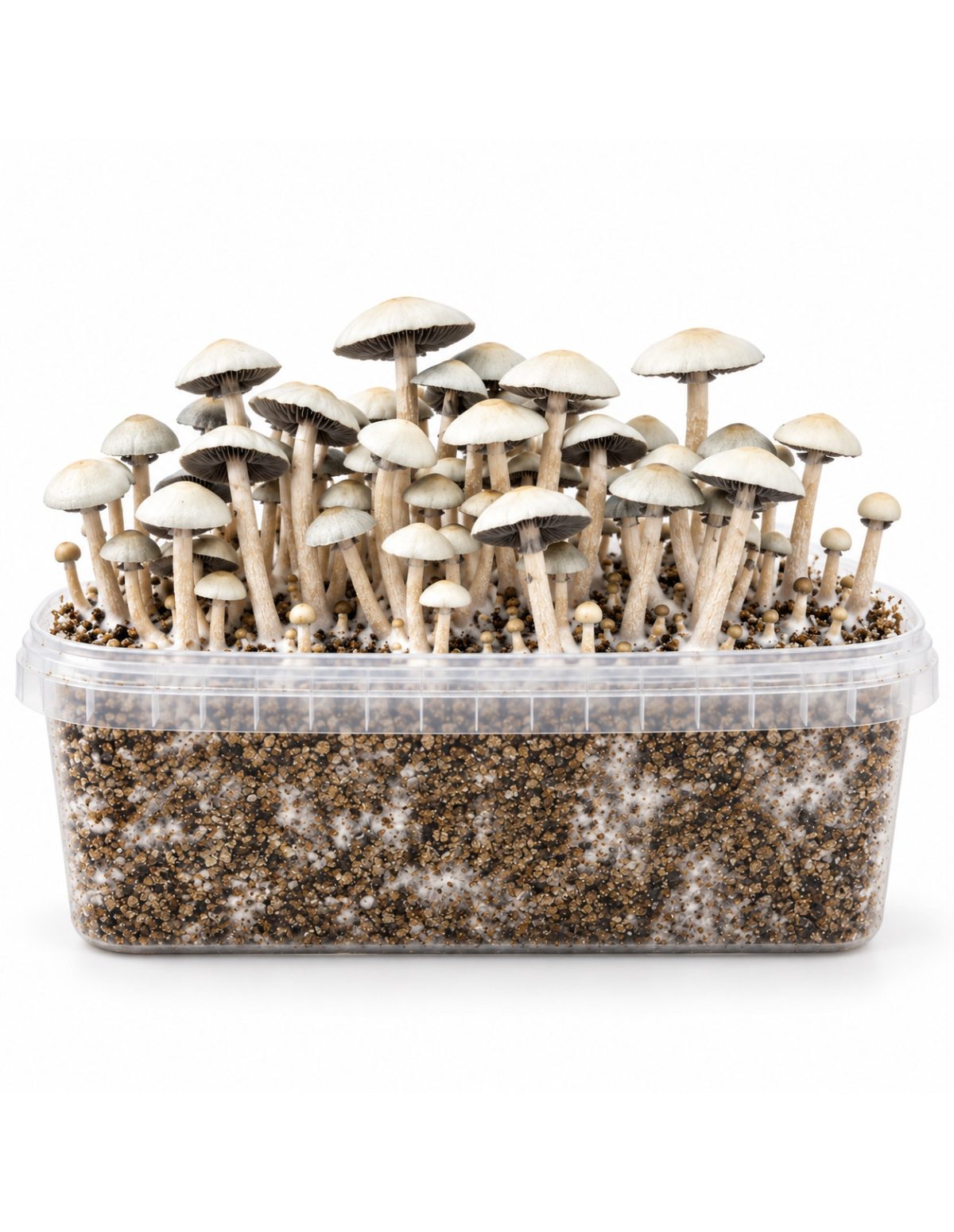 Panaeolus cyanescens Grow Kit MIB – Mycotek – kit with mushrooms, straight-on view