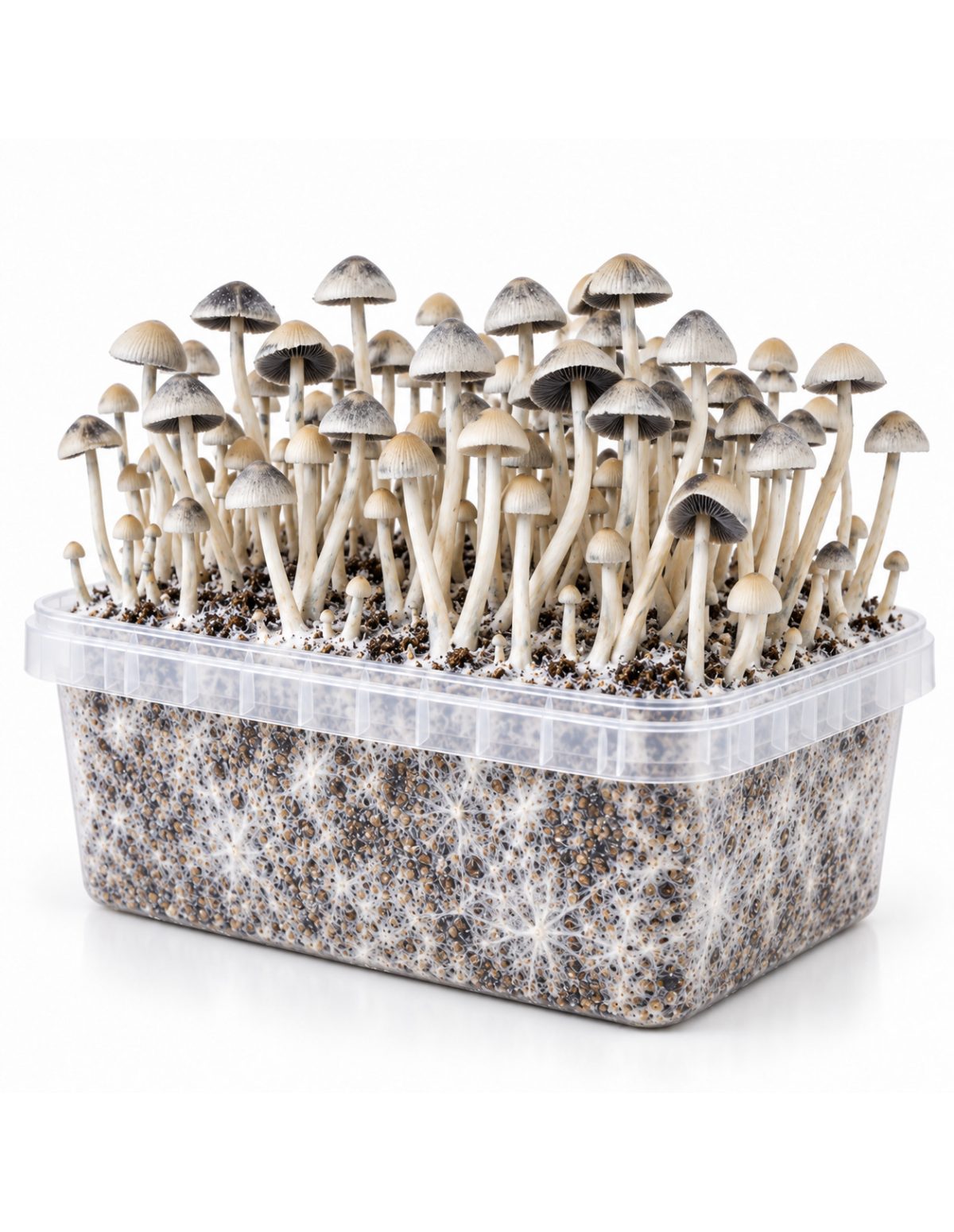 Panaeolus cyanescens Grow Kit BSRS – Mycotek – kit with mushrooms, angled view