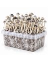 Panaeolus cyanescens Grow Kit BSRS – Mycotek – kit with mushrooms, angled view