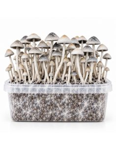 Panaeolus cyanescens Grow Kit BSRS – Mycotek 2