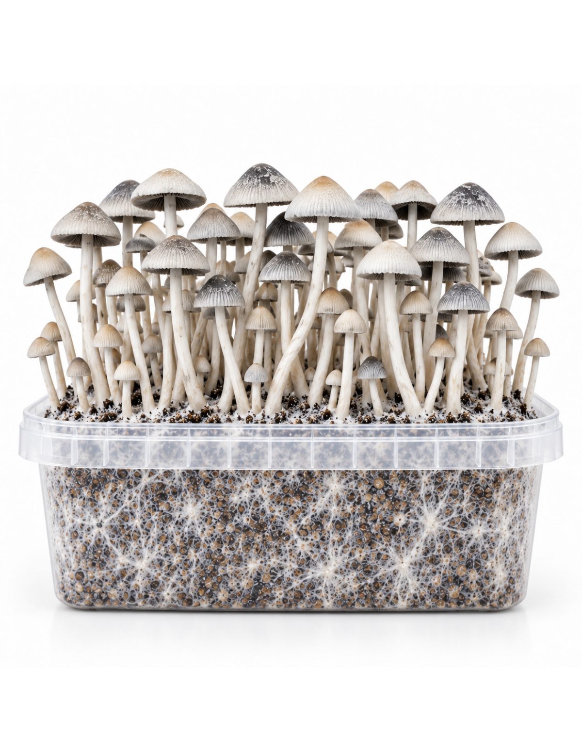 Panaeolus cyanescens Grow Kit BSRS – Mycotek – kit with mushrooms, front view
