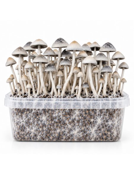 Panaeolus cyanescens Grow Kit BSRS – Mycotek – kit with mushrooms, front view