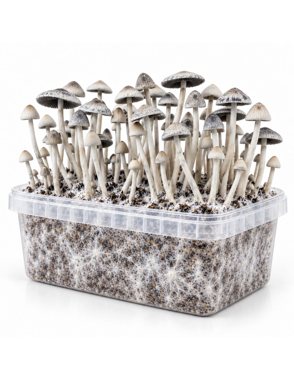 Panaeolus cyanescens Grow Kit BSRS – Mycotek – clear kit tub with mycelium and mushrooms