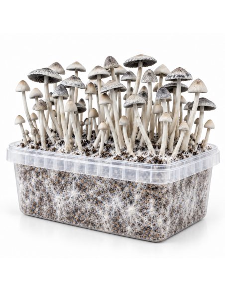 Panaeolus cyanescens Grow Kit BSRS – Mycotek – clear kit tub with mycelium and mushrooms