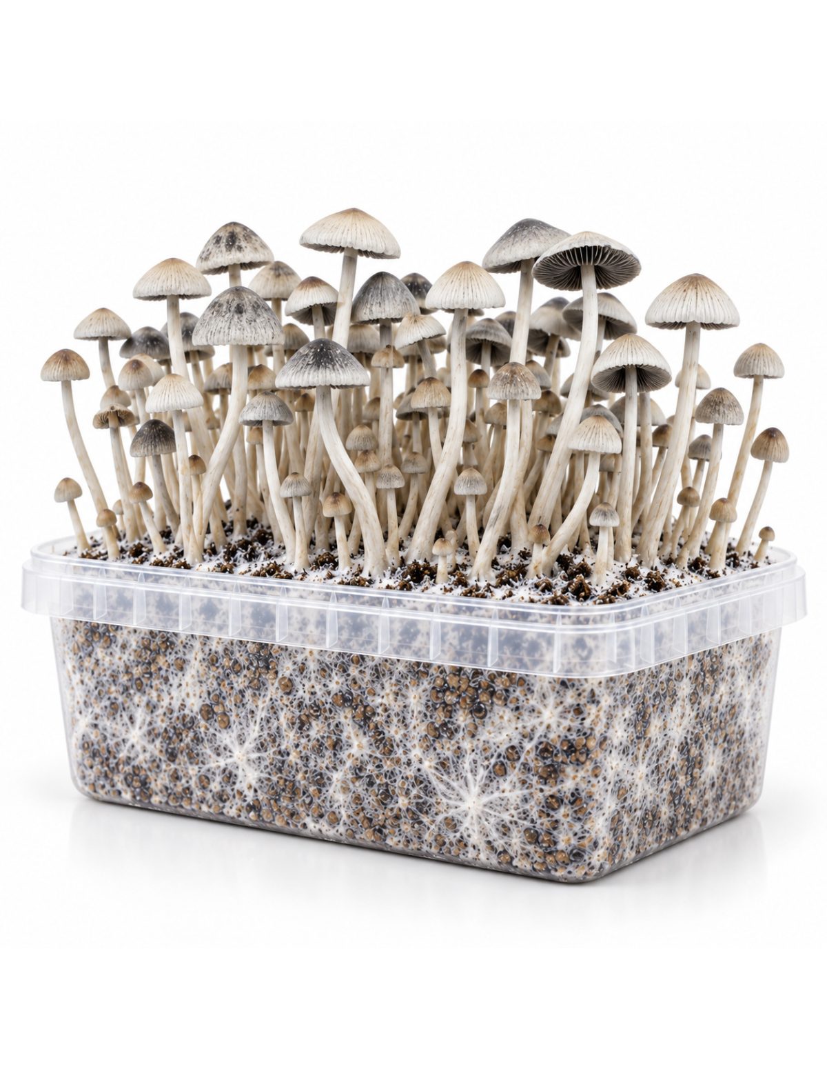 Panaeolus cyanescens Grow Kit BSRS – Mycotek – kit with mushrooms, three-quarter view