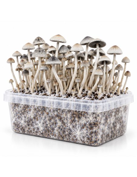 Panaeolus cyanescens Grow Kit BSRS – Mycotek – kit with mushrooms, three-quarter view