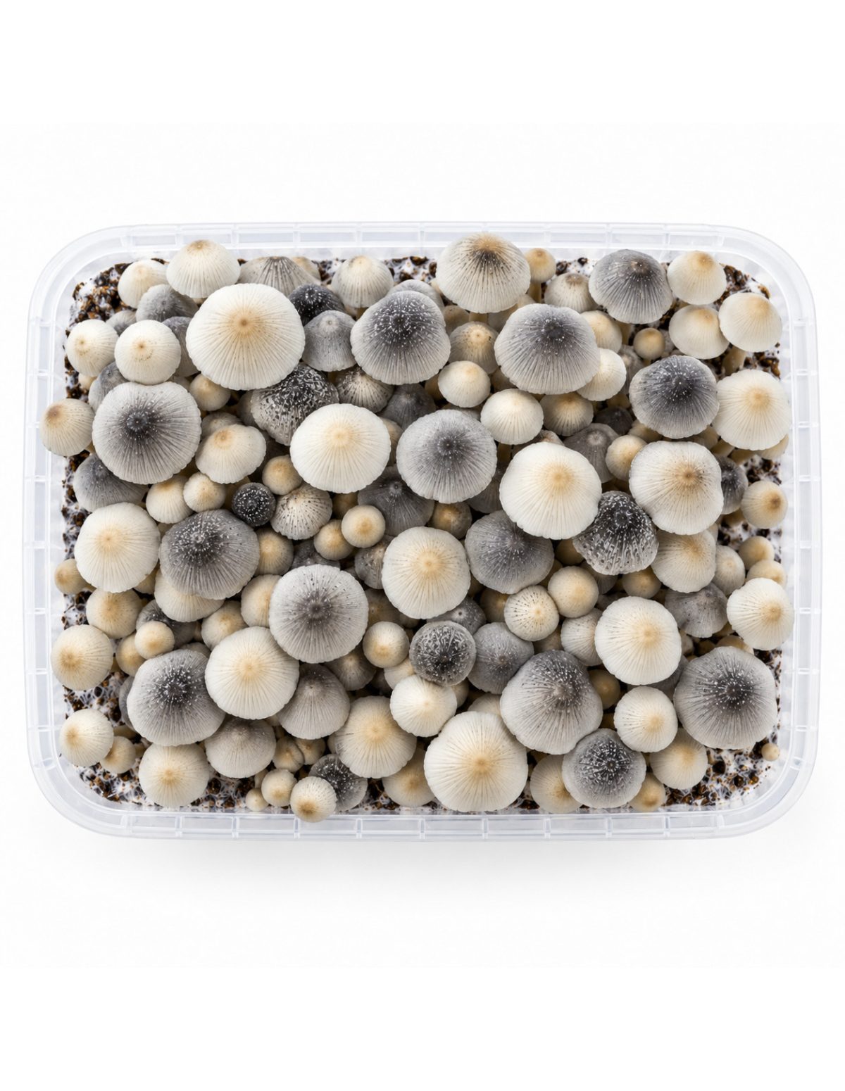 Panaeolus cyanescens Grow Kit BSRS – Mycotek – kit seen from above