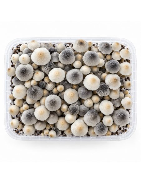 Panaeolus cyanescens Grow Kit BSRS – Mycotek – kit seen from above