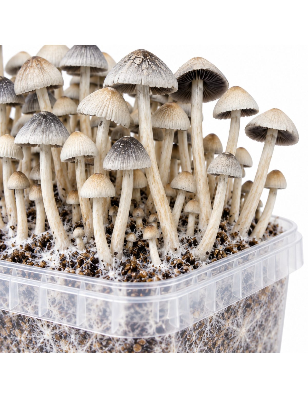 Panaeolus cyanescens Grow Kit BSRS – Mycotek – detail of caps above the tub rim