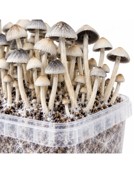 Panaeolus cyanescens Grow Kit BSRS – Mycotek – detail of caps above the tub rim