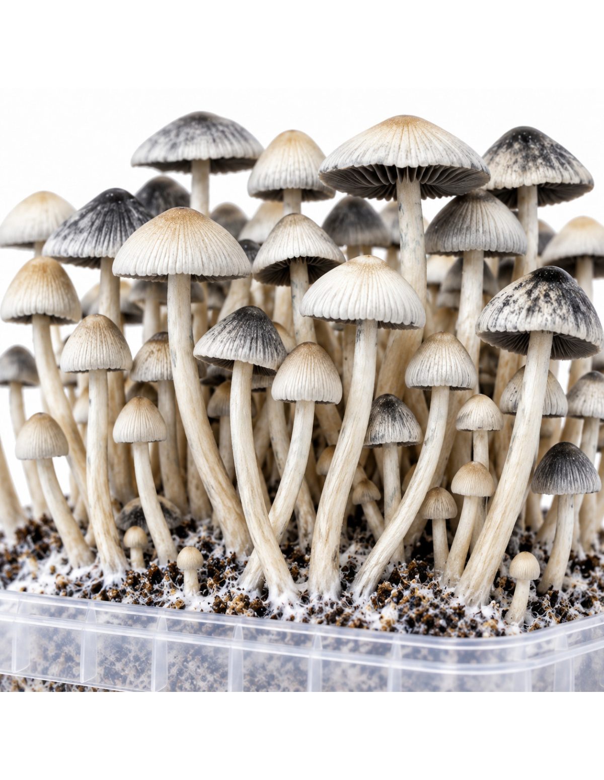 Panaeolus cyanescens Grow Kit BSRS – Mycotek – close-up of caps and stems
