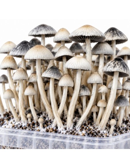 Panaeolus cyanescens Grow Kit BSRS – Mycotek – close-up of caps and stems