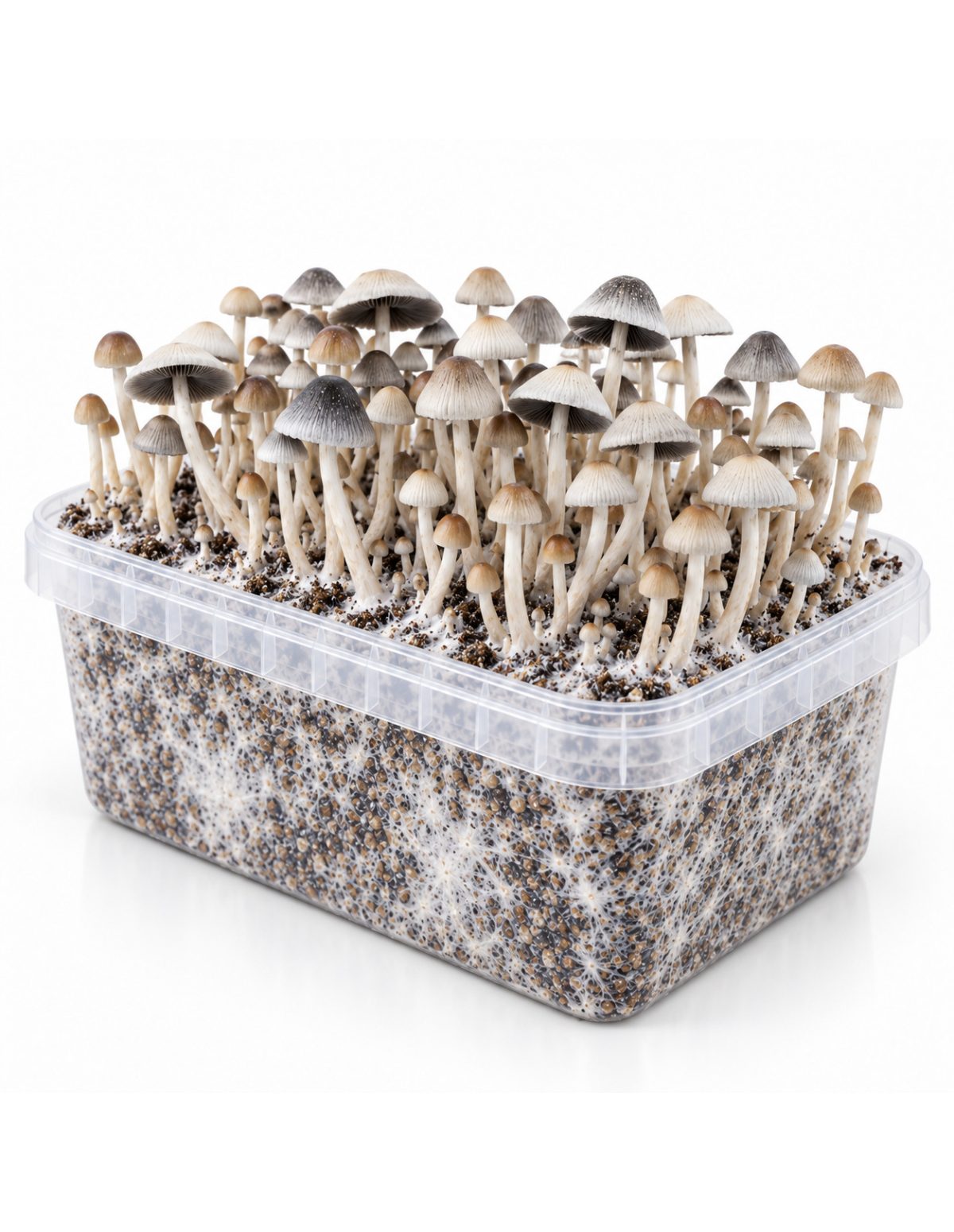Panaeolus cyanescens Grow Kit BSRS – Mycotek – kit with a dense cluster of mushrooms, angled view