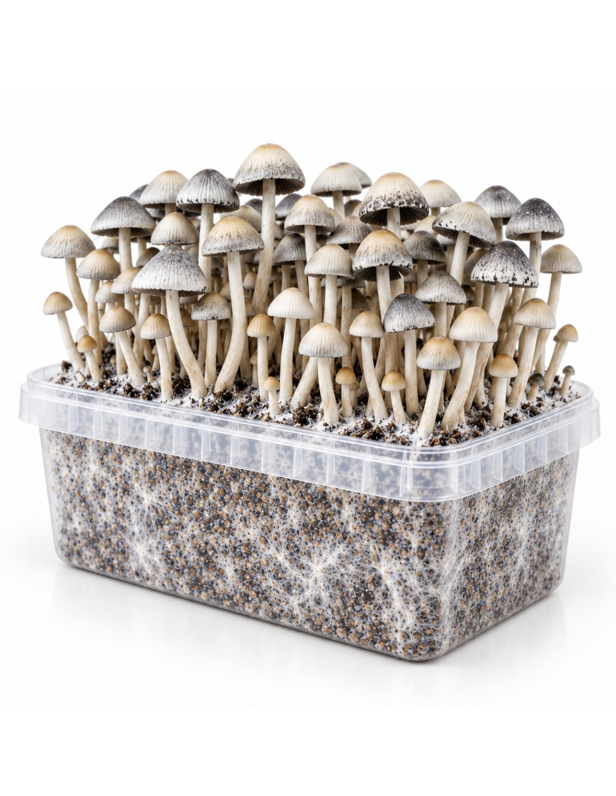 Panaeolus cyanescens Grow Kit BSRS – Mycotek – kit with mushrooms and visible mycelium