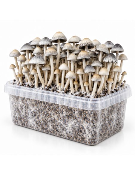 Panaeolus cyanescens Grow Kit BSRS – Mycotek – kit with mushrooms and visible mycelium
