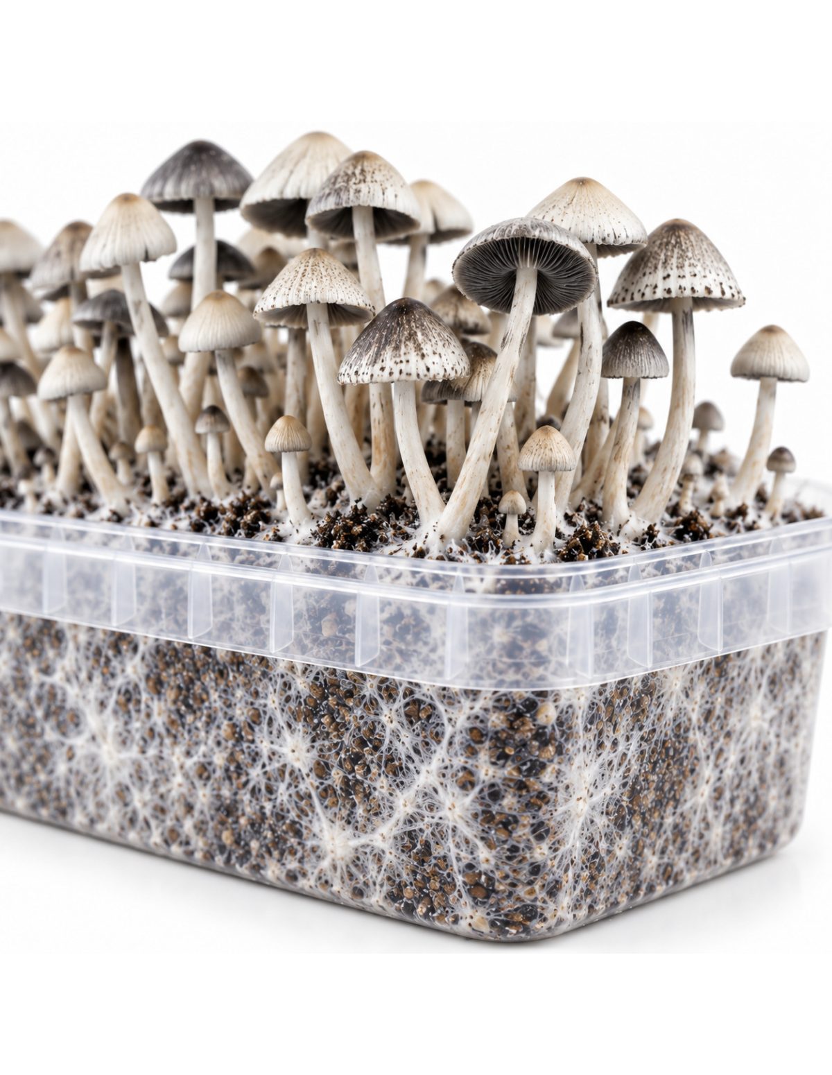 Panaeolus cyanescens Grow Kit BSRS – Mycotek – detail of the tub and substrate