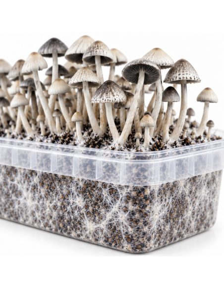 Panaeolus cyanescens Grow Kit BSRS – Mycotek – detail of the tub and substrate
