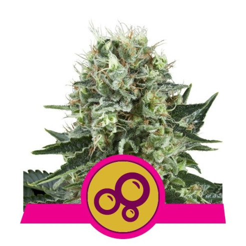 Bubble Kush - Royal Queen Seeds  - 1