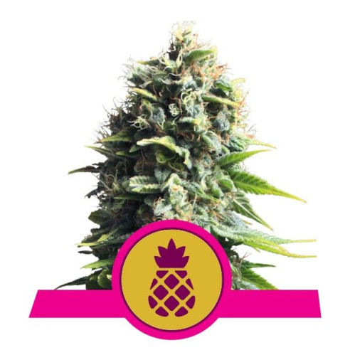 Pineapple Kush - Royal Queen Seeds  - 1