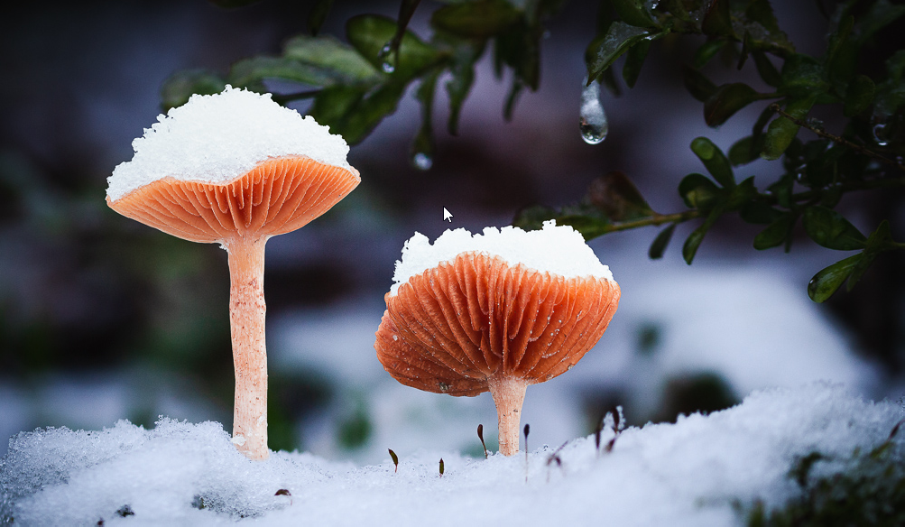 Pack Hiver 2 grow boxes  - 4 Pack Hiver 2 grow boxes  - 4