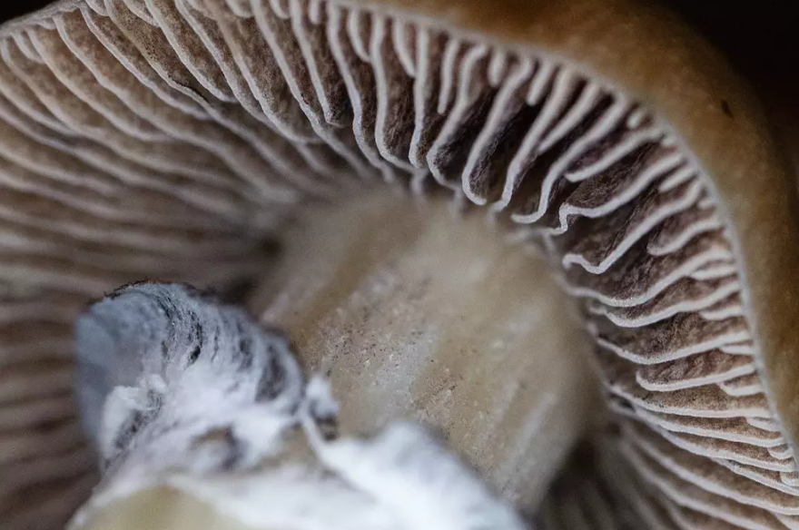 Magic Mushroom Kit for Microscopic purpose Magic Mushroom Kit for Microscopic purpose