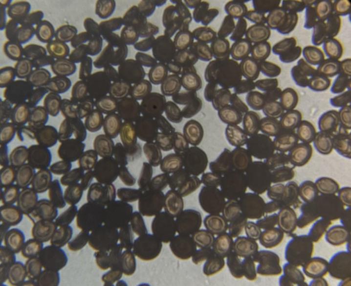 Magic Mushroom Kit for Microscopic purpose Magic Mushroom Kit for Microscopic purpose