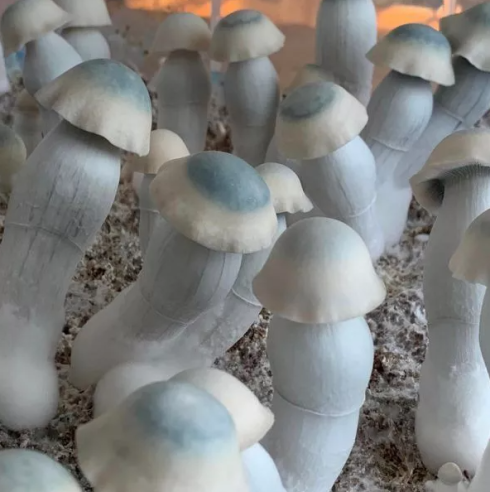 Yeti - Growkit 100% Mycelium Mycotek - 3