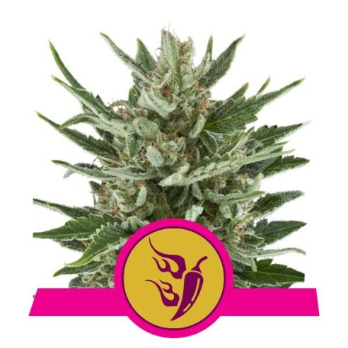 Speedy Chile (Fast Flowering) - Royal Queen Seeds  - 1