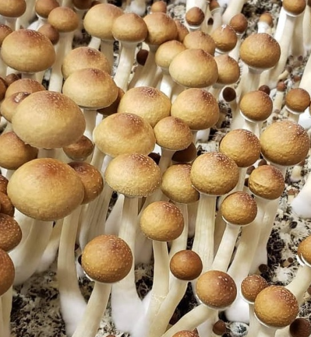 Alacabenzi - Growkit 100% Mycelium