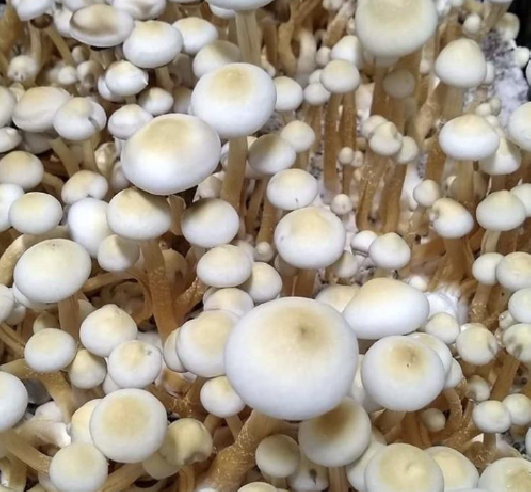Rusty White - Growkit 100% Mycelium Mycotek - 2