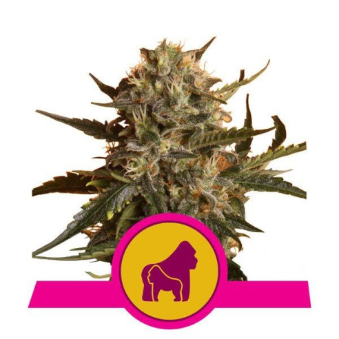 Mother Gorilla (Formerly Royal Madre) - Royal Queen Seeds