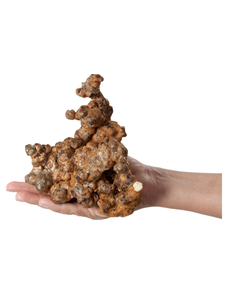 Magic Truffles - Psilocybe UTOPIA - Mycotek