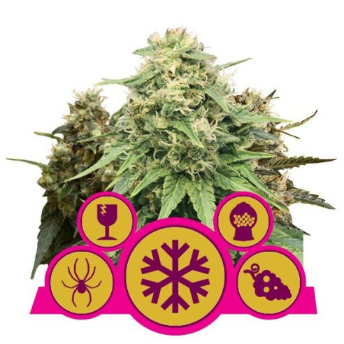 Feminized Mix - Royal Queen Seeds