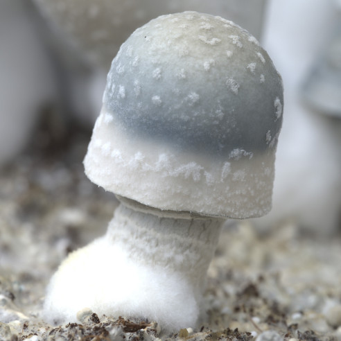 White Rabbit - Growkit 100% Mycelium