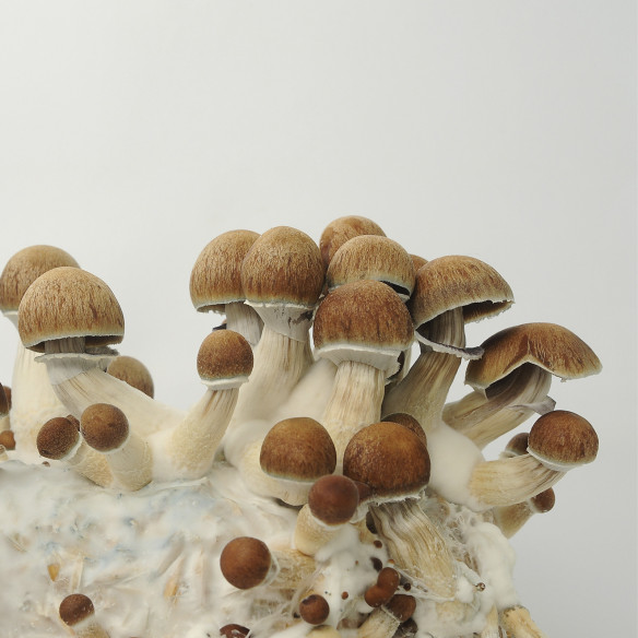 Psilocybe cubensis Golden Teacher